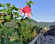 01 Una bella rosa alla partenza da Botta alta di Sedrina (350 m)